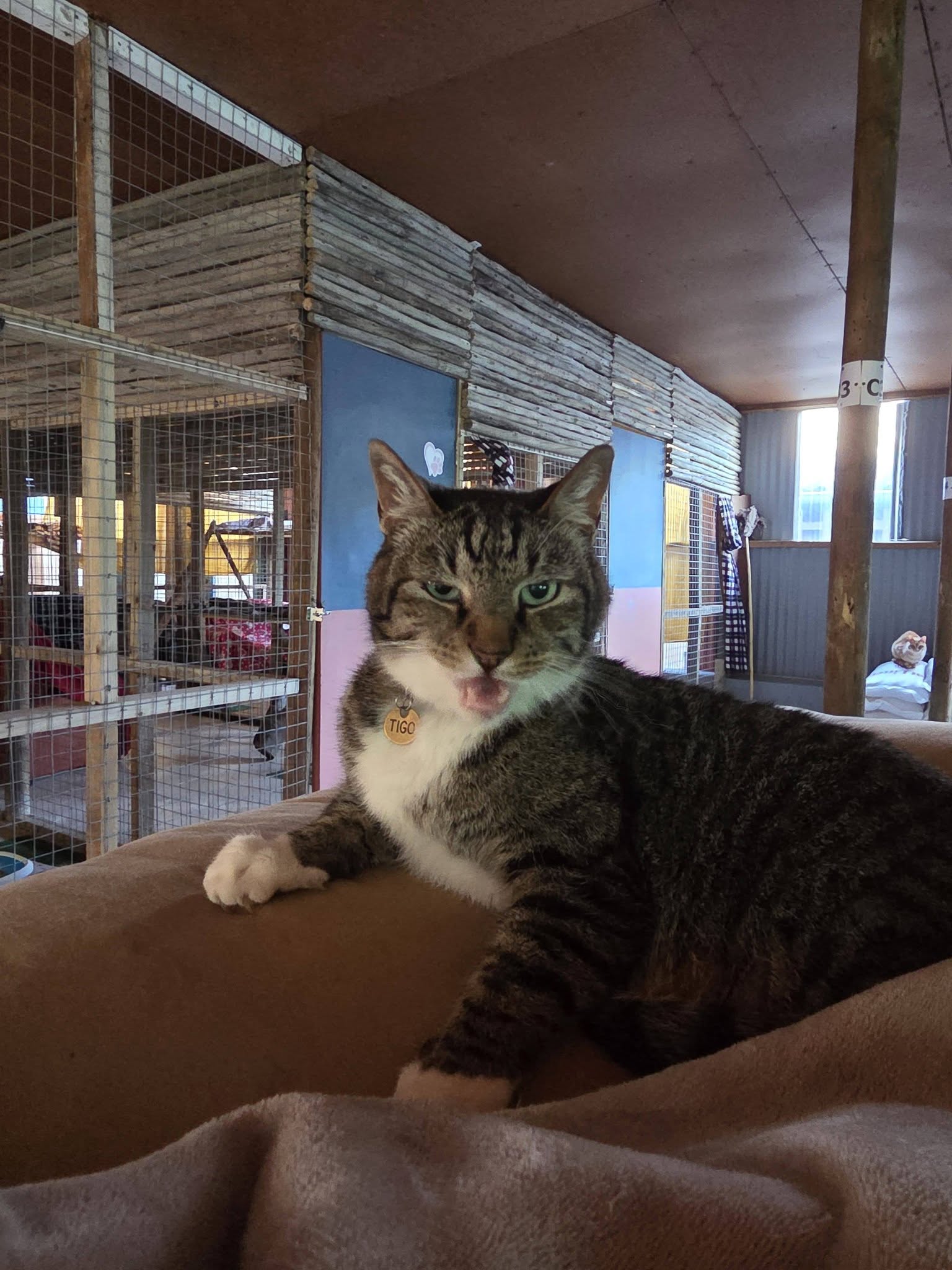 Relaxed cat at Honingklip Cattery