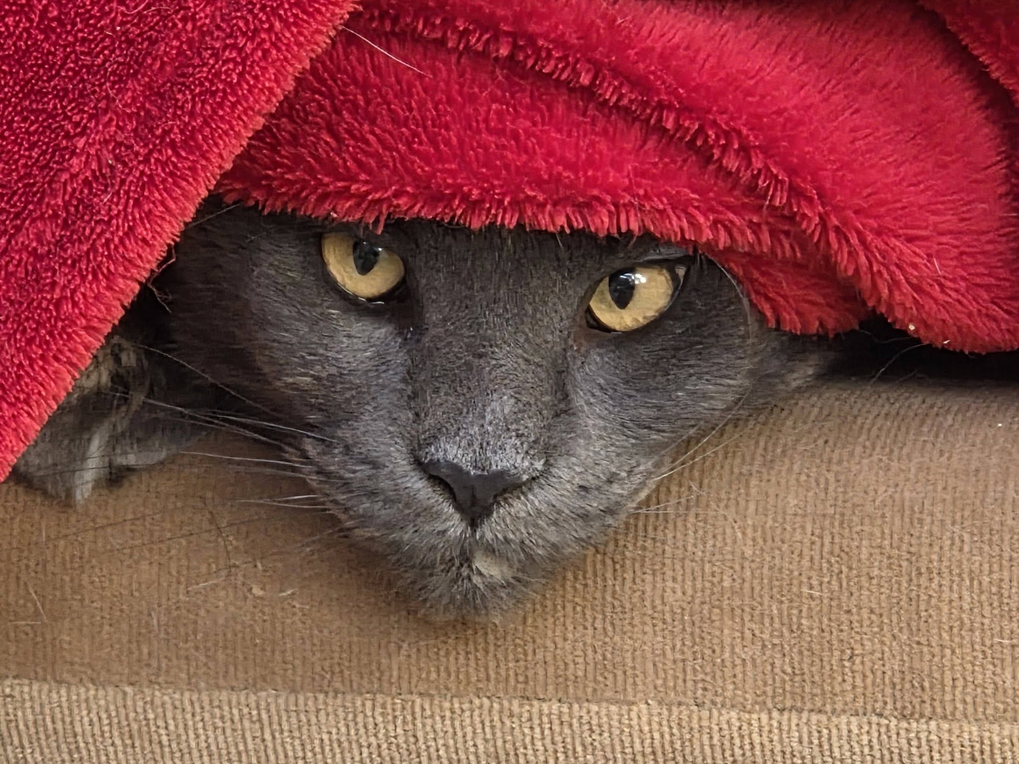 Grey cat under a blanket